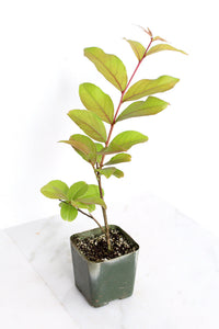 Purple Bonsai Tree Muskogee Crape Myrtle Live Starter Plant Purple Flower Gift for Garden Landscaper Outdoor Floral Plant Lagerstroemia