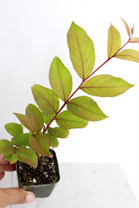 Purple Bonsai Tree Muskogee Crape Myrtle Live Starter Plant Purple Flower Gift for Garden Landscaper Outdoor Floral Plant Lagerstroemia