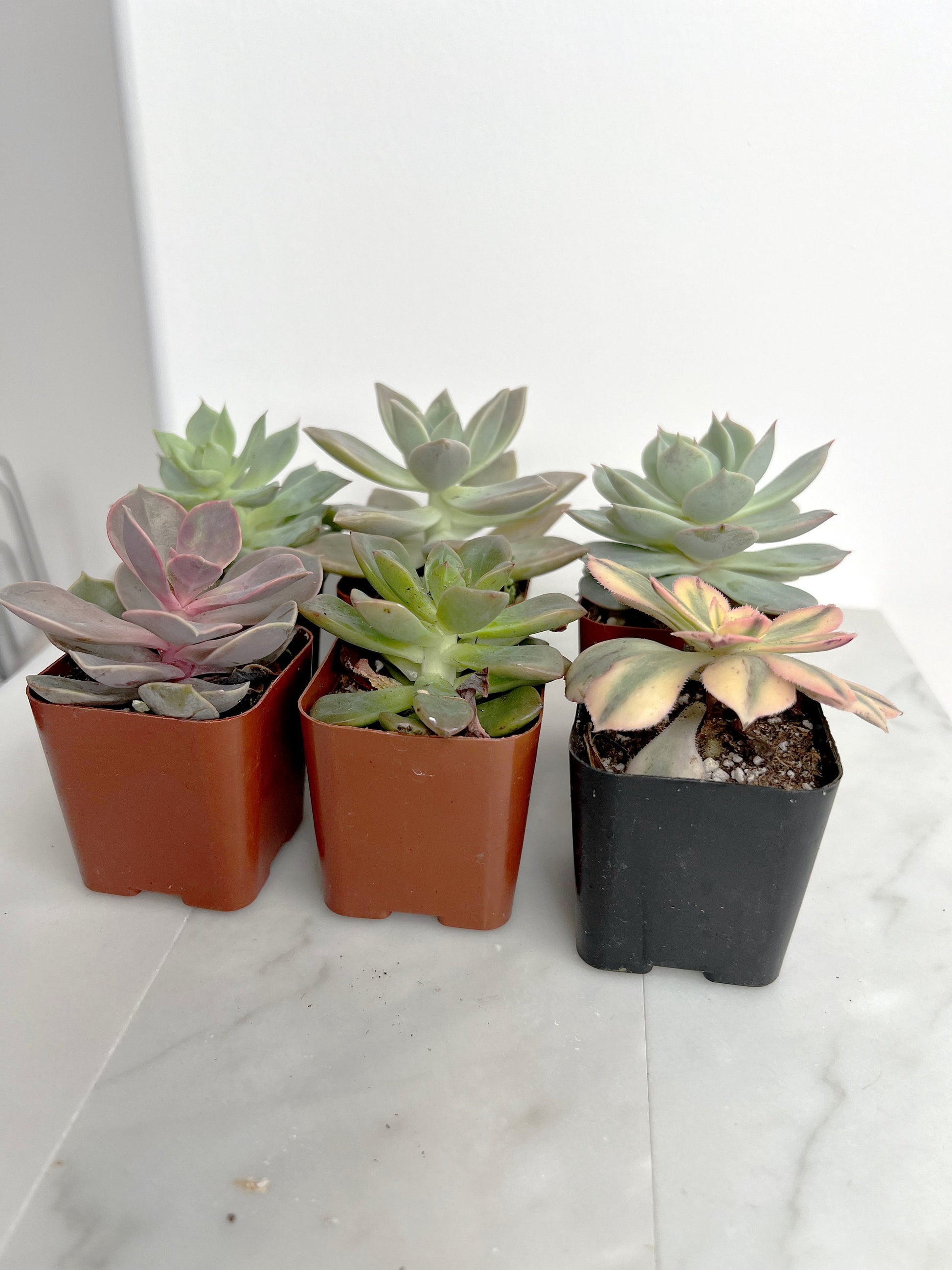 6 Pack Assorted Succulent Variety Pack Assorted 2 inch Potted Succulents Shower Party Favors Wedding Succulent Arrangement House Plant Start