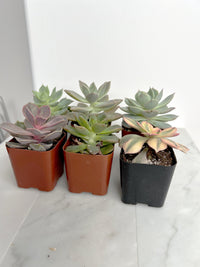 6 Pack Assorted Succulent Variety Pack Assorted 2 inch Potted Succulents Shower Party Favors Wedding Succulent Arrangement House Plant Start