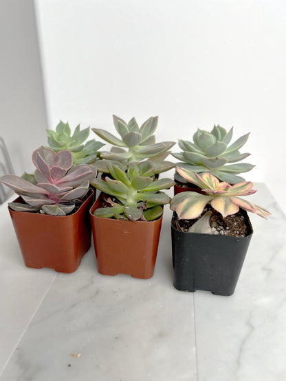 6 Pack Assorted Succulent Variety Pack Assorted 2 inch Potted Succulents Shower Party Favors Wedding Succulent Arrangement House Plant Start