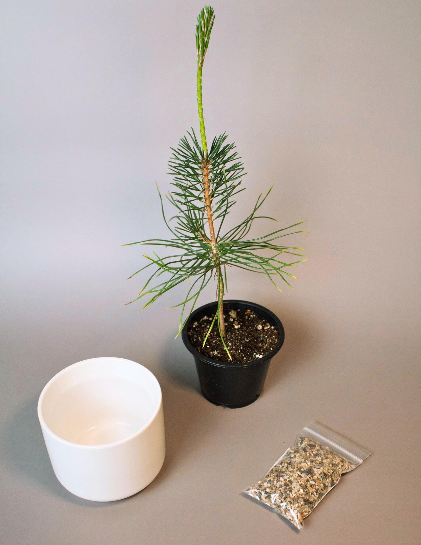Beginner Bonsai Set Complete Japanese Pine Starter Kit Perfect Dad Gift Home Gardening Bundle White Ceramic Planter Decorative Sand Topper First Time Growing Collection Outdoor Plant Display Small Space Garden Essential Beautiful Balcony Sand, Pot, Pinus Thungerii