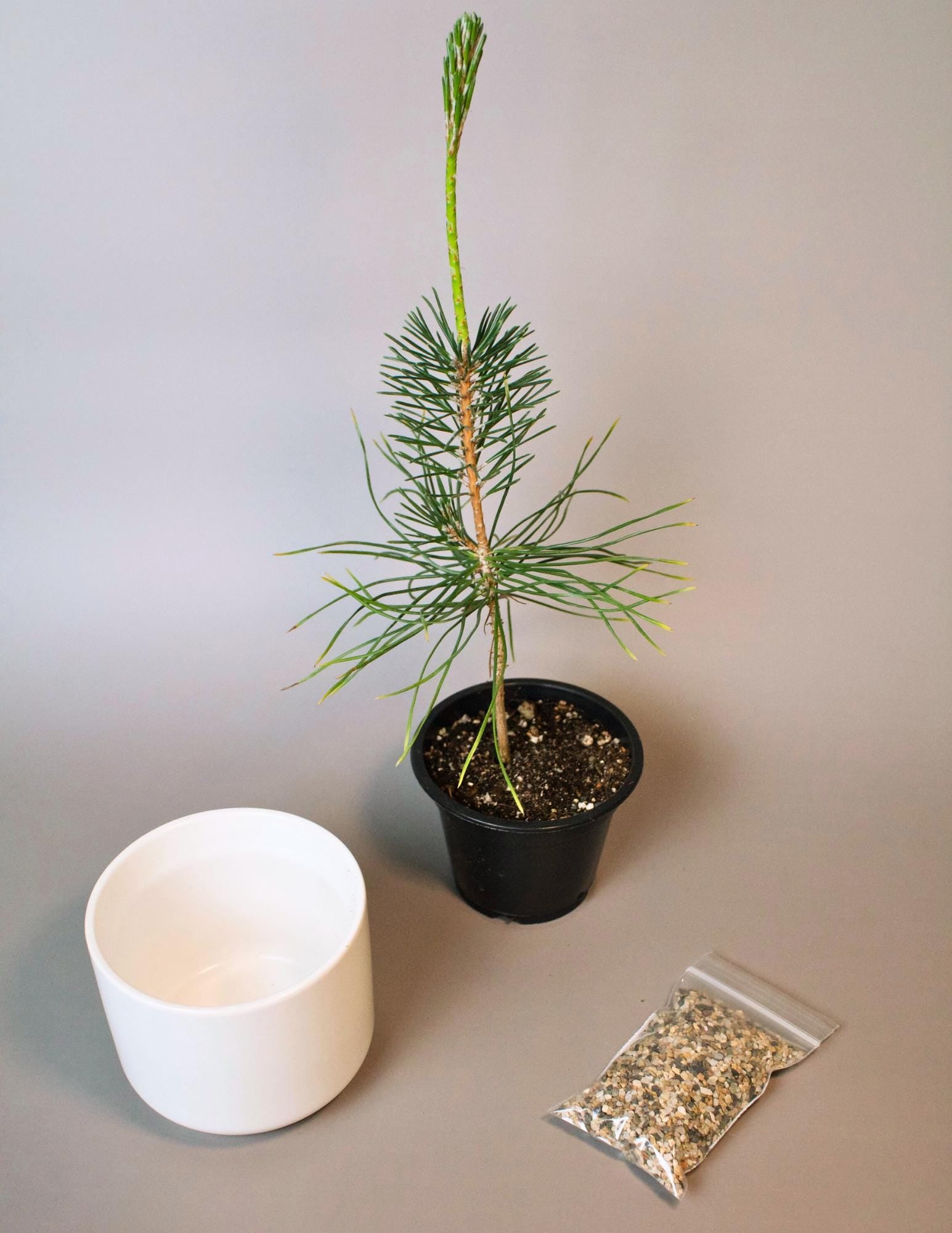 Beginner Bonsai Set Complete Japanese Pine Starter Kit Perfect Dad Gift Home Gardening Bundle White Ceramic Planter Decorative Sand Topper First Time Growing Collection Outdoor Plant Display Small Space Garden Essential Beautiful Balcony Sand, Pot, Pinus Thungerii