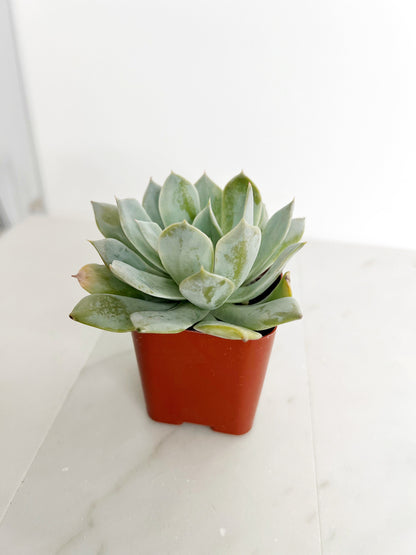 Succulent Plants 2" Mini Potted Succulents for Indoor Echeveria Desmetiana Home Office Decor Wedding Baby Shower Party Favors Gifts for Her Wedding Baby Shower Party Favors - Live Succulent 2.5-inch Collection
