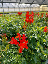 Custom Upgrade | Pick Your Plant Before Shipping