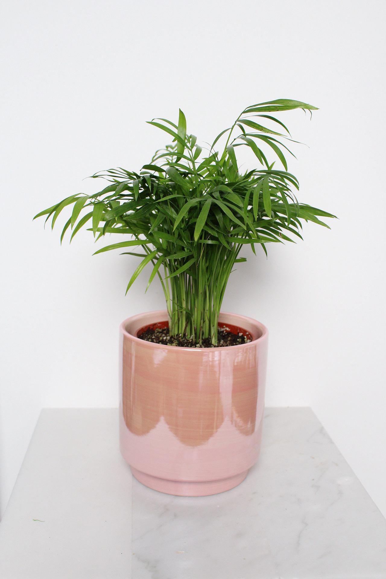 Modern Home Accent Pink Ceramic Planter Indoor Decor Collection Valentine Gift Essential Large Decorative Container Beautiful Room Style Five Inch Design Premium Quality Construction Contemporary Table Display Elegant Shelf Addition