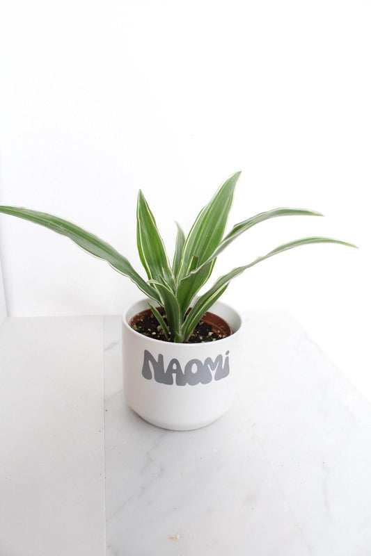 Mini Plant Pot Small White Planter Personalized Planter Custom Flower Pot Indoor Planter Succulent Pot Herb Planter Desk Planter Office Decor Dorm Decor Teacher Gift Plant Mom Gift Plant Dad Gift