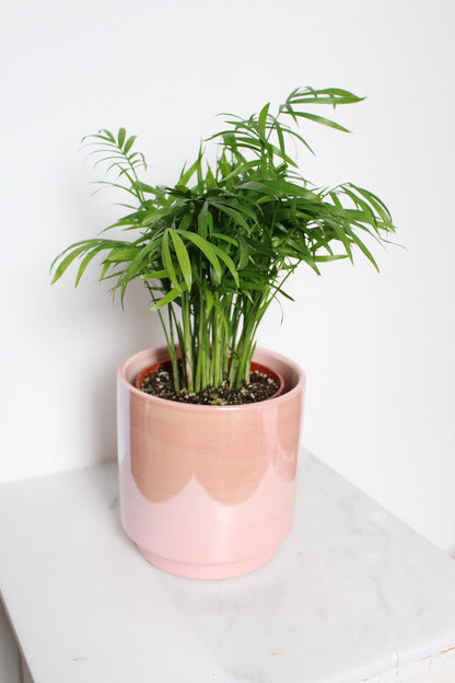 Bedroom Decor Essential Pink Ceramic Planter Modern Home Collection Indoor Plant Container Valentine Gift Idea Beautiful Room Accent Large Table Display Contemporary Style Five Inch Design Premium Quality Construction Elegant Shelf Addition