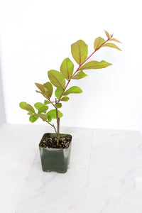 Purple Bonsai Tree Muskogee Crape Myrtle Live Starter Plant Purple Flower Gift for Garden Landscaper Outdoor Floral Plant Lagerstroemia
