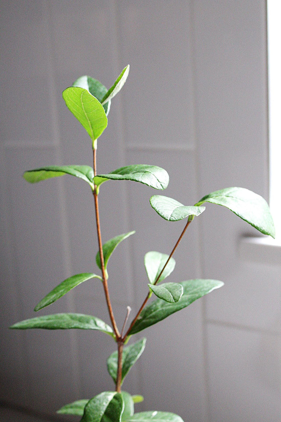 Tropical Fruit Plant Pineapple Guava Evergreen Shrub Edible Landscaping Choice Beautiful Flowering Container Plant Starter Size Growing Guide Included Perfect Home Garden Addition Live Plant Delivery Ready Garden Plant Essential Collection