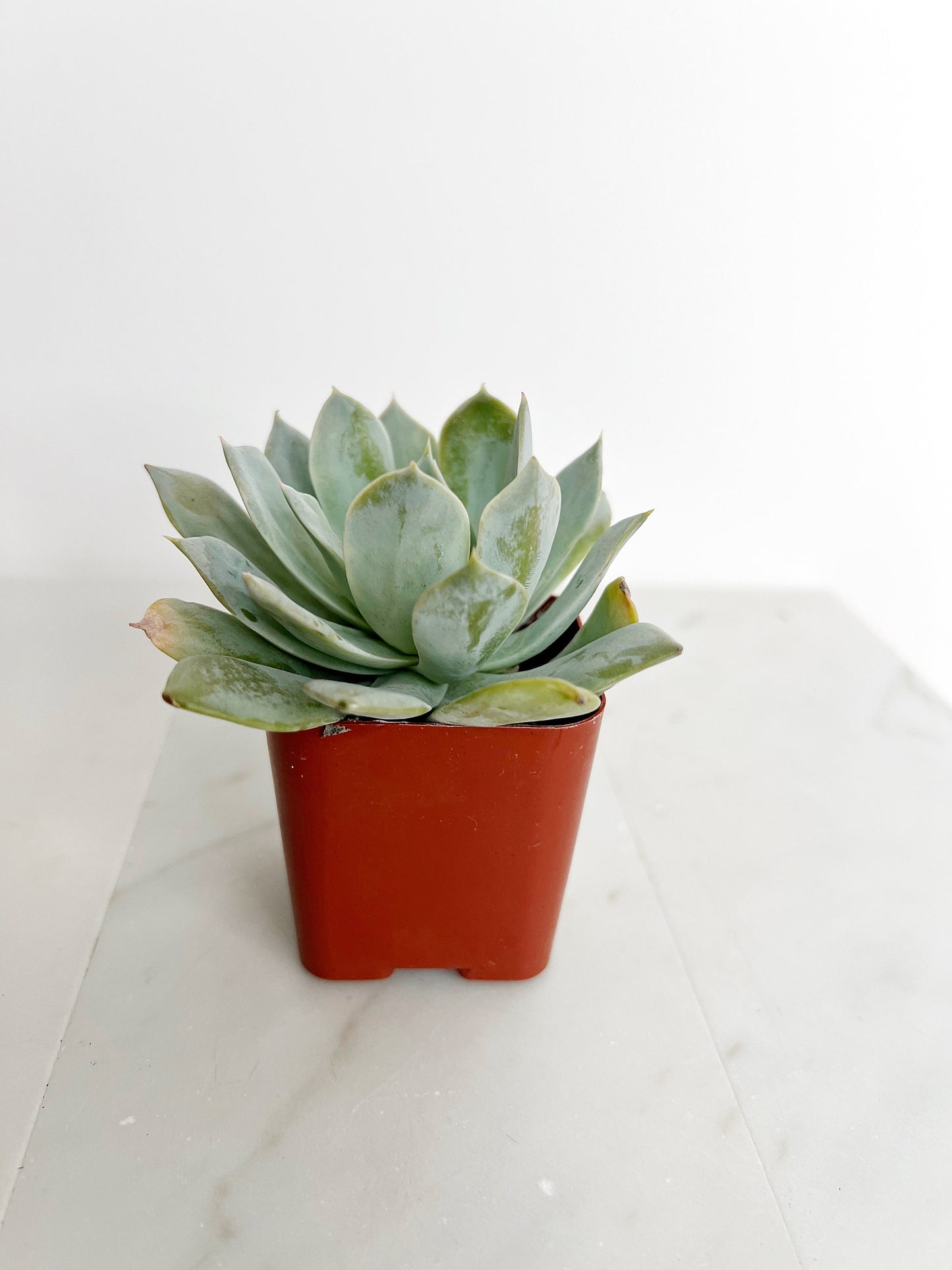 Succulent Plants 2" Mini Potted Succulents for Indoor Echeveria Desmetiana Home Office Decor Wedding Baby Shower Party Favors Gifts for Her Wedding Baby Shower Party Favors - Live Succulent 2.5-inch Collection