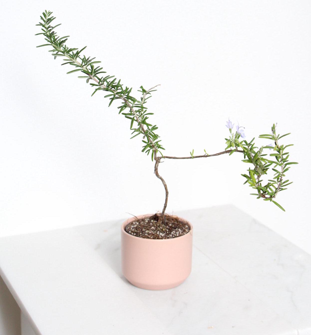 Kitchen Herb Gift Rosemary Bonsai Plant Small Black Pot Collection Fresh Culinary Growing Essential Window Display Accent Cascading Green Foliage Indoor Garden Collection Beautiful Home Decor Trailing Variety Aromatic Plant