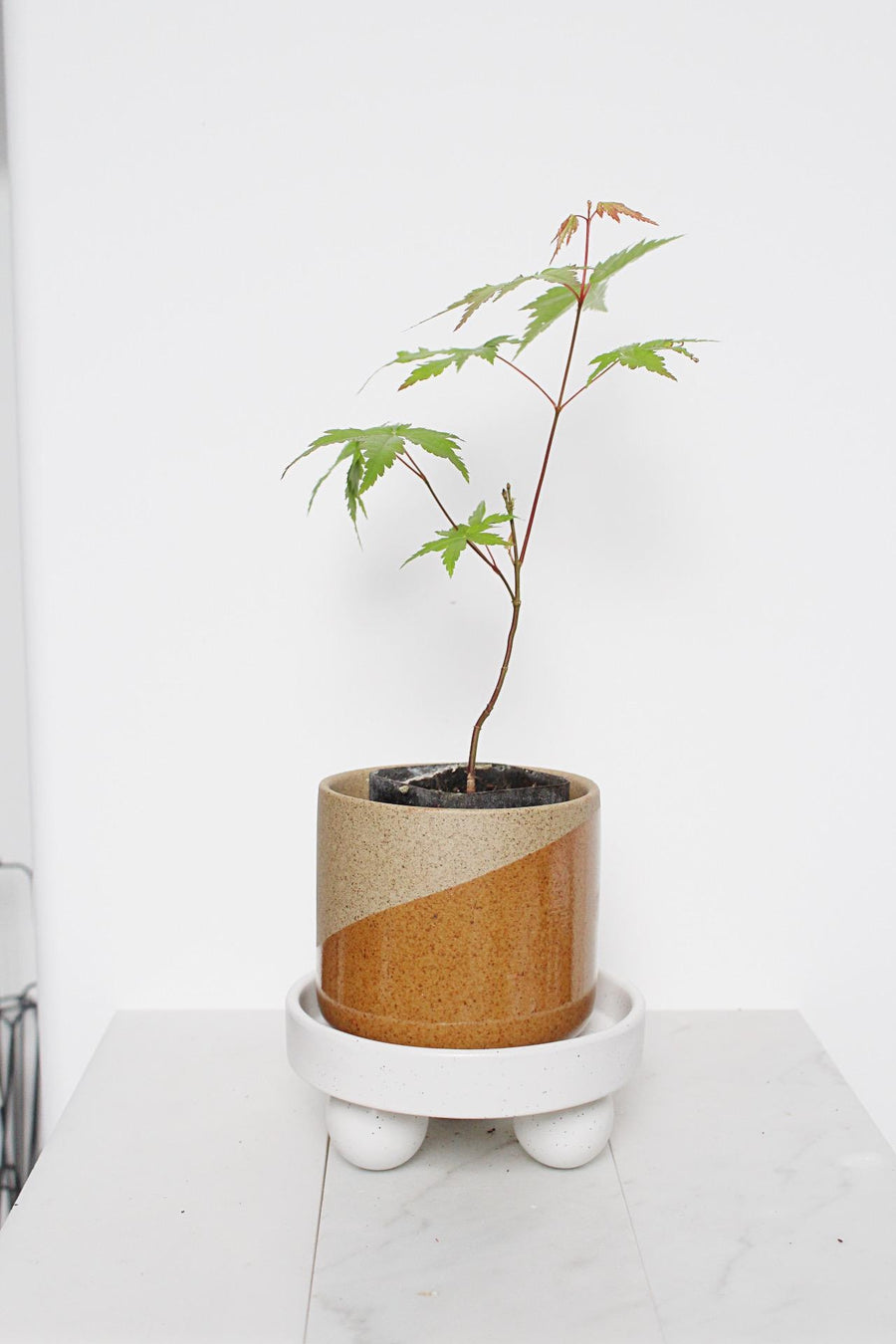 Bonsai Tree Starter Plant Red Japanese Maple Sapling Live Plant Gift Tree Beginner Plant Hobby Acer Palmatum Outdoor Zen Garden Plant Gift