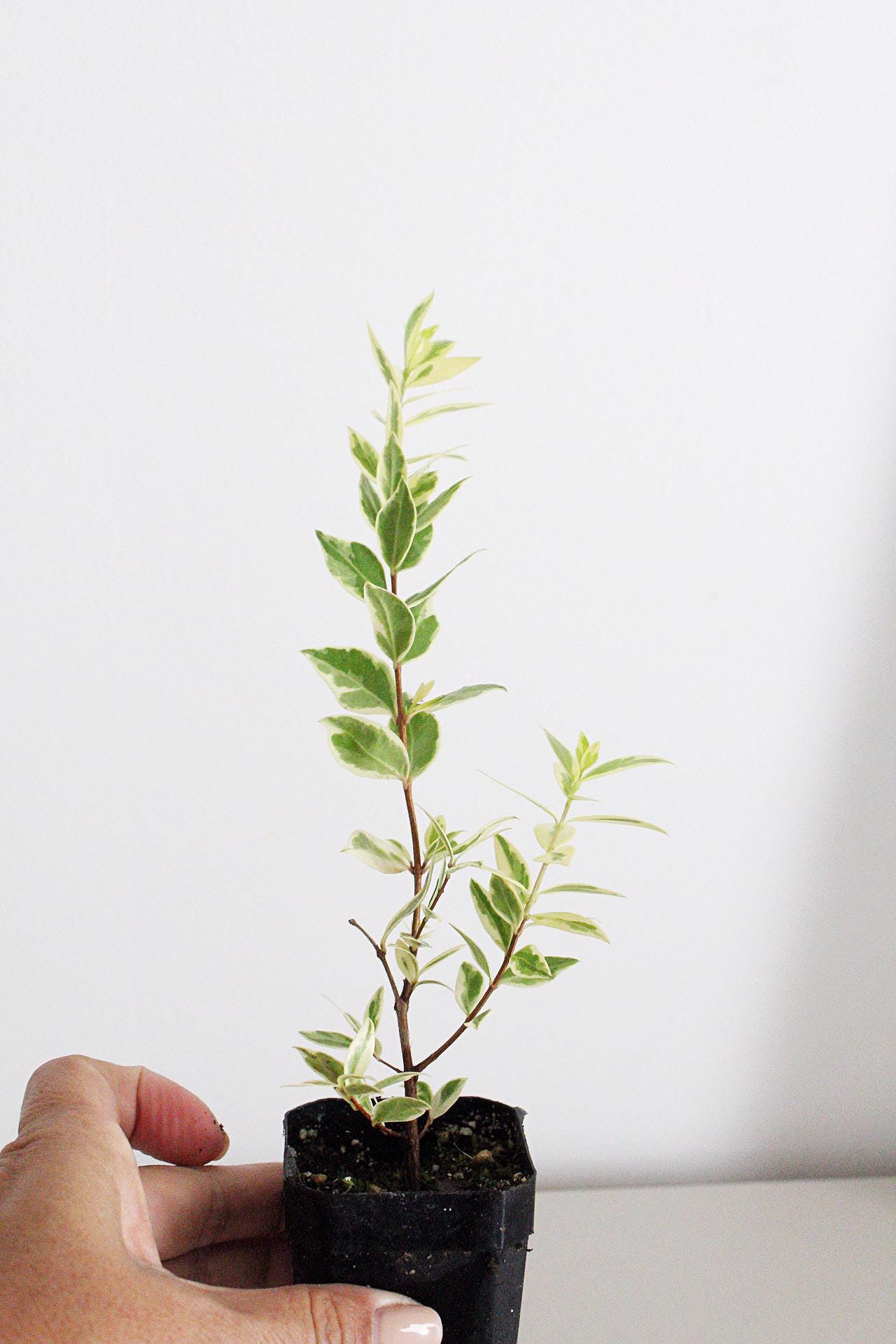 Starter Plant Myrtus Communis Variegata Small Garden Ideas Container Gardening Housewarming Gift Plant Enthusiast Hardiness Zone 9 Hardiness Zone 10 Hardiness Zone 11 Easy Care Plant Decorative Foliage Fragrant Herb