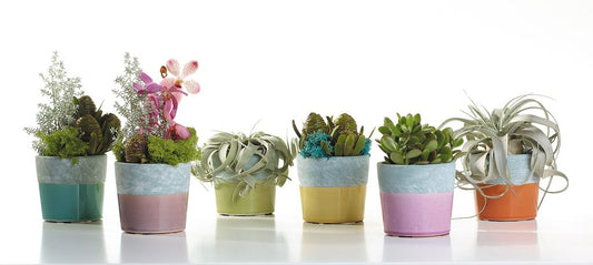 Circa Purple Planter