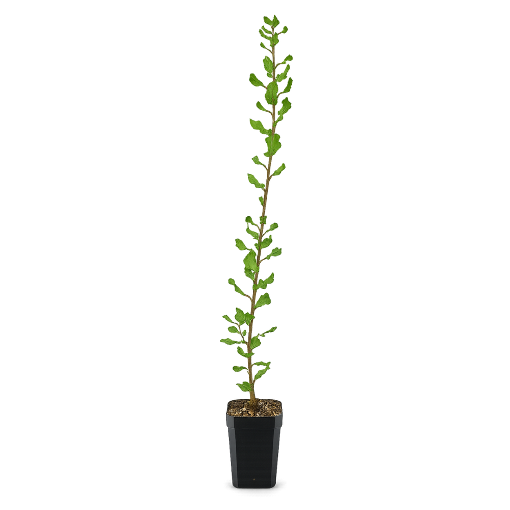 Cork Oak (Quercus Suber) – Bonsai Starter Tree