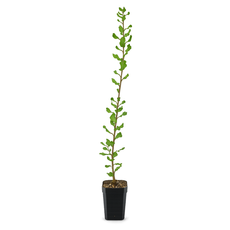 Cork Oak (Quercus Suber) – Bonsai Starter Tree