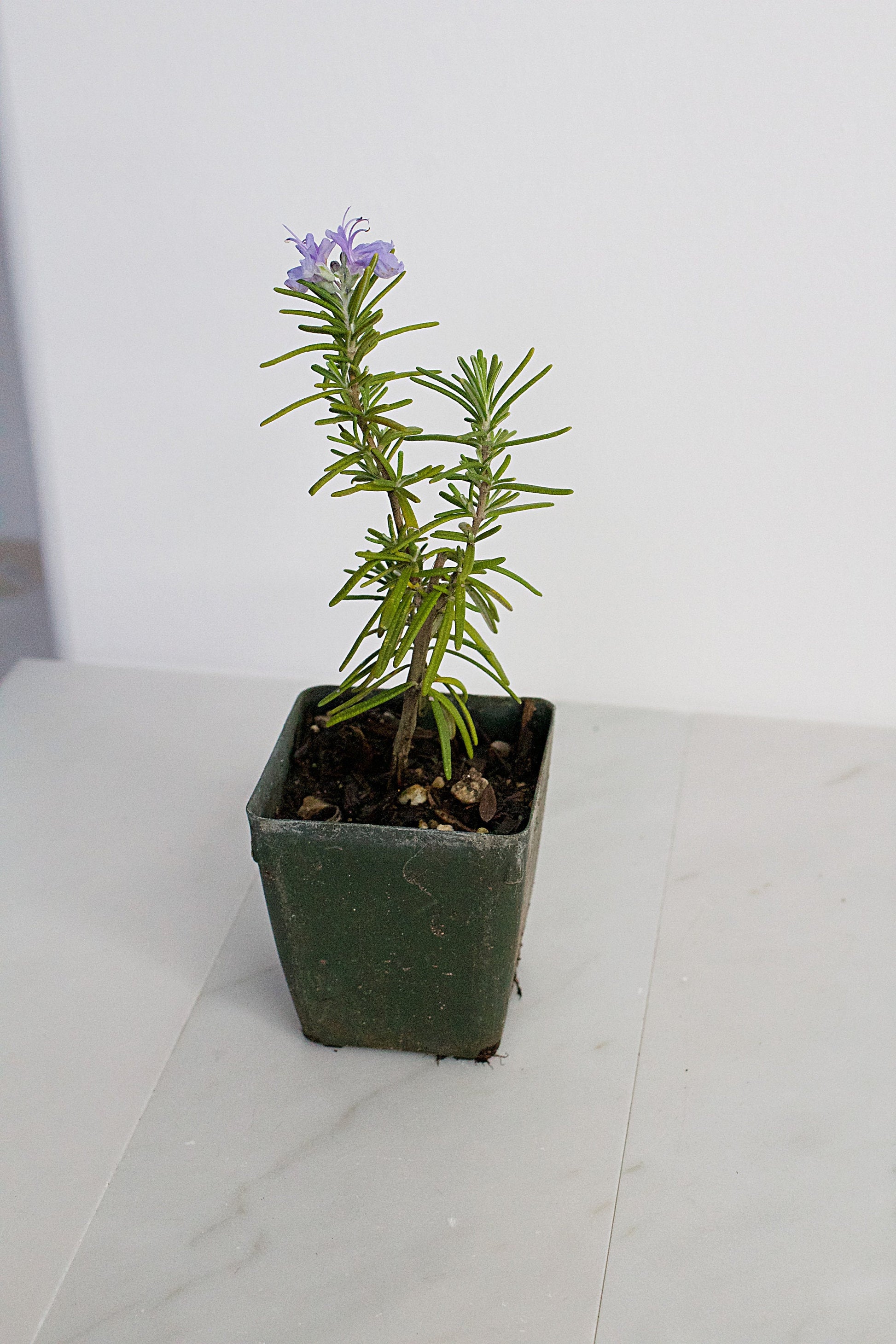 Mini Rosemary Plant Starter Rosmarinus officinalis Outdoor Garden Herb Live Rosemary Spice Plant Aromatic Blue Rosemary Officinalis Shrub