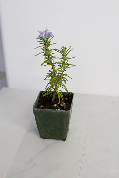 Mini Rosemary Plant Starter Rosmarinus officinalis Outdoor Garden Herb Live Rosemary Spice Plant Aromatic Blue Rosemary Officinalis Shrub