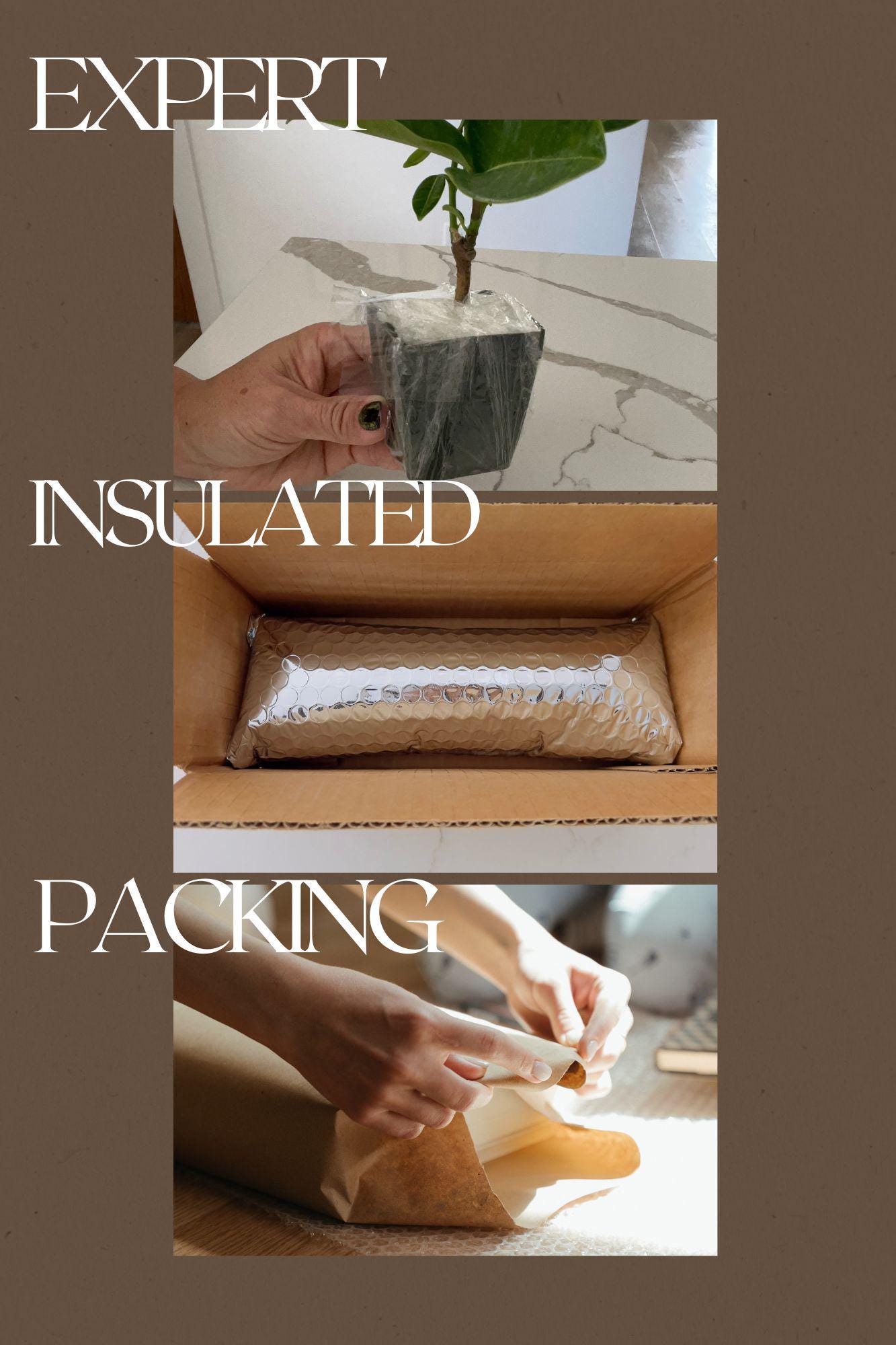 Pedilanthus Bracteatus 'Tall Slipper' Plant Succulent Cactus Live Starter Plant Garden Landscape Plant Drought Tolerant Xeriscape Garden