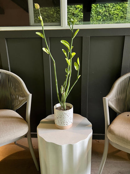 Pedilanthus Bracteatus ‘Tall Slipper’ – Drought-Tolerant Succulent for Xeriscape