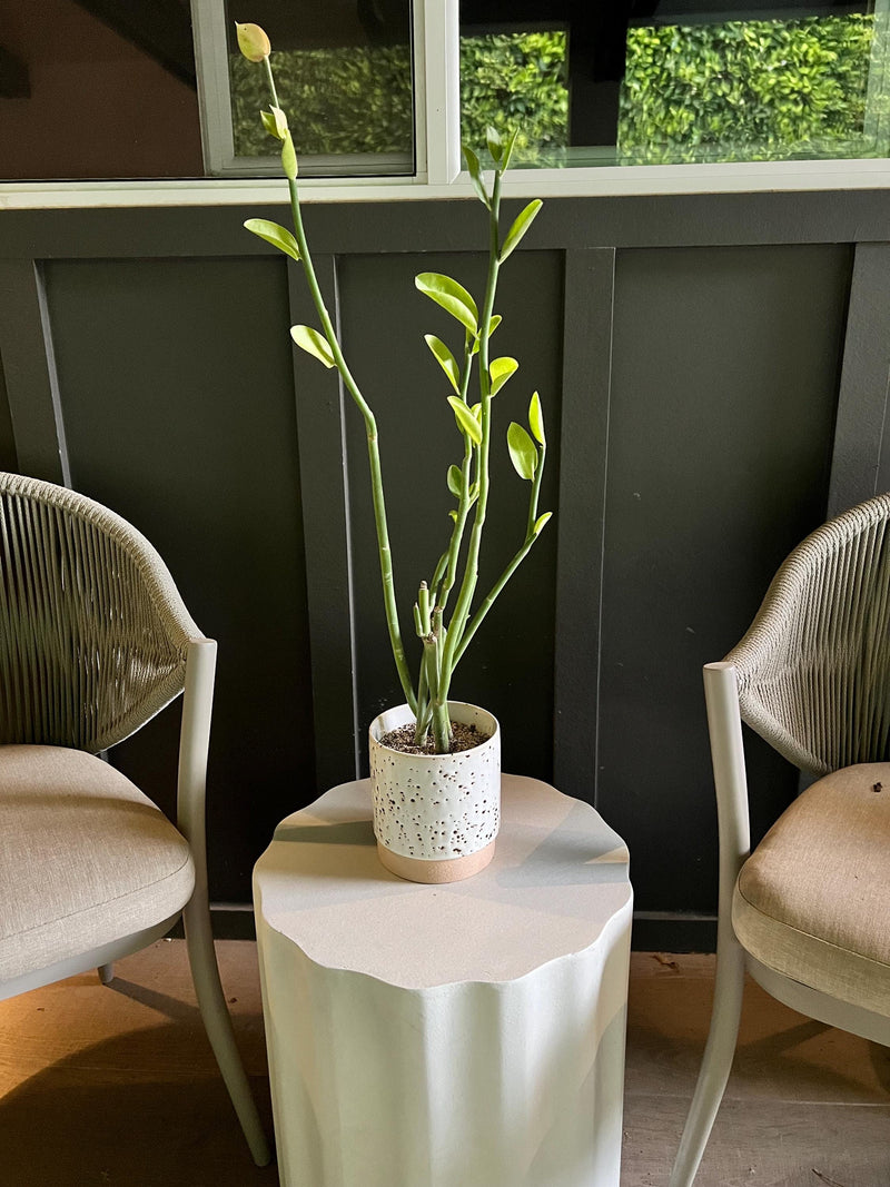 Pedilanthus Bracteatus ‘Tall Slipper’ – Drought-Tolerant Succulent for Xeriscape