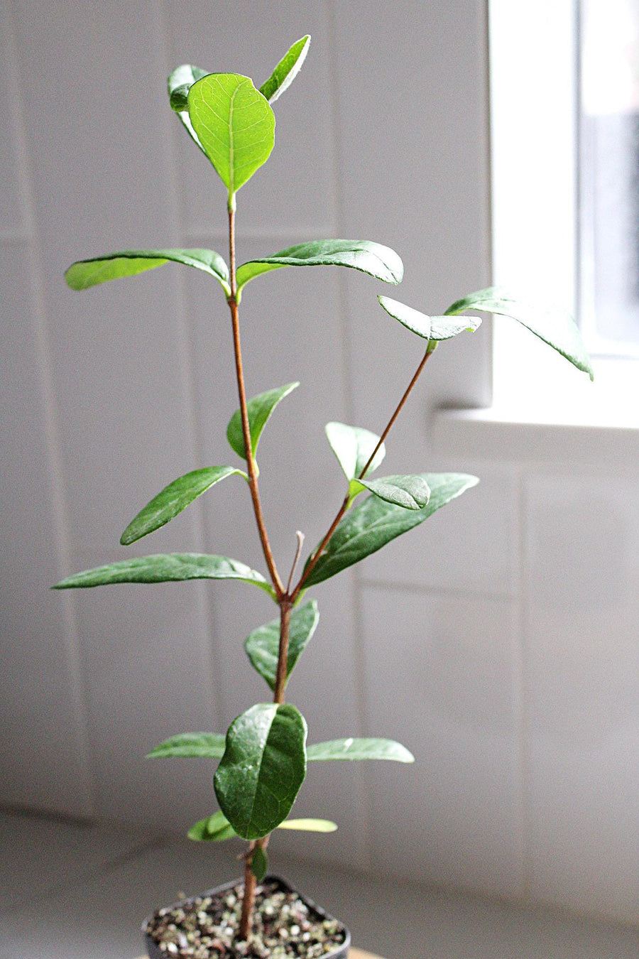 Tropical Fruit Plant Pineapple Guava Evergreen Shrub Edible Landscaping Choice Beautiful Flowering Container Plant Starter Size Growing Guide Included Perfect Home Garden Addition Live Plant Delivery Ready Garden Plant Essential Collection