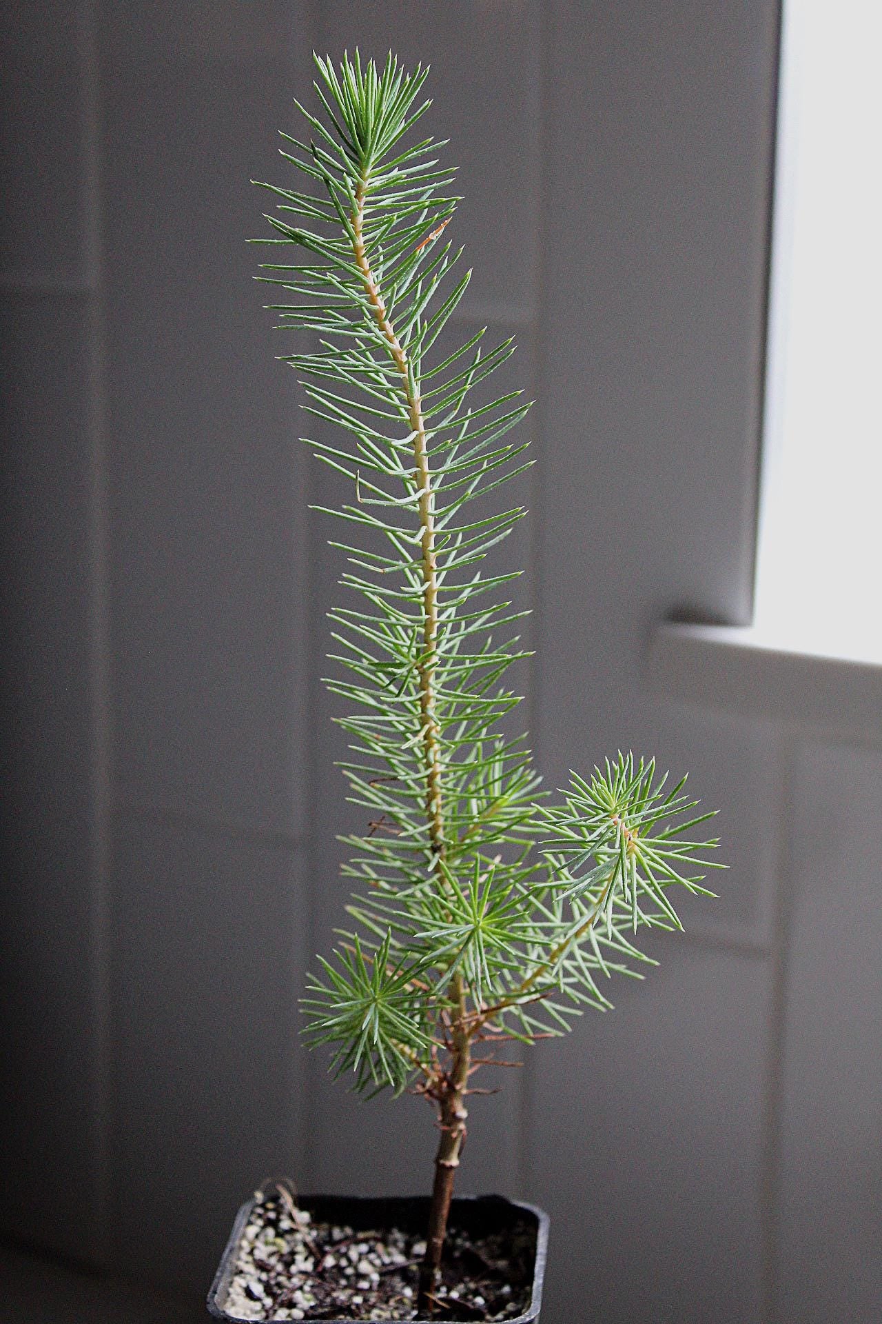 Pinus Pinea Bonsai Starter Bonsai Kit Indoor Bonsai Outdoor Bonsai Pine Bonsai Beginner Bonsai Easy Bonsai Live Bonsai Tree Plant Gift Gift for Gardener Bonsai Learning Kit