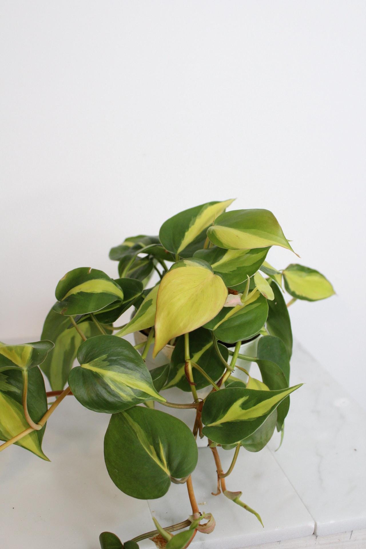 Live Indoor Philodendron Cordatum 'Brasil'  Heart Leaf Vine Plant Gift for Office Plant Lover Tropical Foliage Easy Care Plant Gift Friend