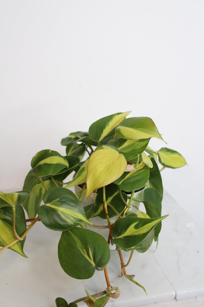Live Indoor Philodendron Cordatum 'Brasil'  Heart Leaf Vine Plant Gift for Office Plant Lover Tropical Foliage Easy Care Plant Gift Friend