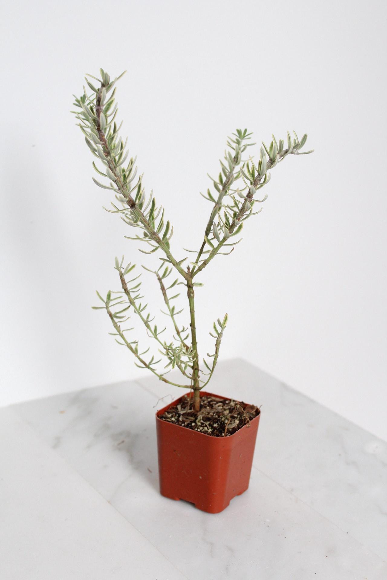 Garden Gift Collection Coastal Rosemary Plant Small Container Growing Evergreen Shrub Gray Variegated Foliage Perfect Patio Accent Drought Tolerant Design Easy Care Garden Essential Beautiful Year Round Interest Living Collection