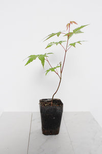 Bonsai Tree Starter Plant Red Japanese Maple Sapling Live Plant Gift Tree Beginner Plant Hobby Acer Palmatum Outdoor Zen Garden Plant Gift