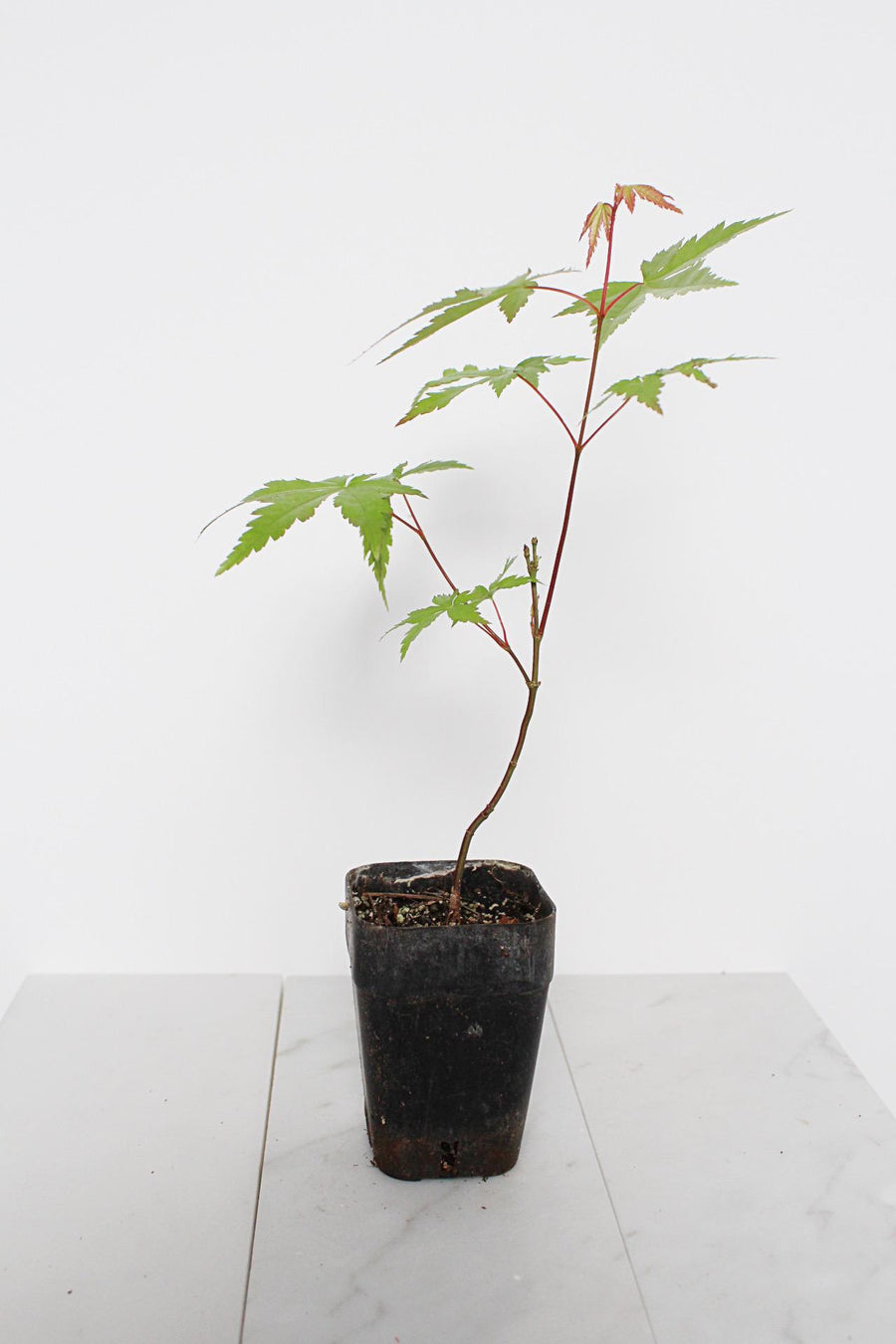 Bonsai Tree Starter Plant Red Japanese Maple Sapling Live Plant Gift Tree Beginner Plant Hobby Acer Palmatum Outdoor Zen Garden Plant Gift