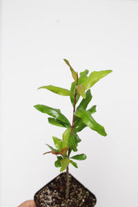 Wonderful Pomegranate – Edible Fruit Starter Plant