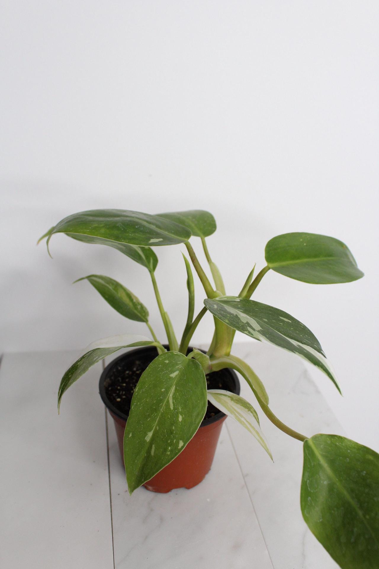 Rare Plant Gift Bundle White Princess Philodendron Starter Variegated Pink White Leaves Perfect Home Office Decor Four Inch Pot Rooted Specimen Easy Care Instructions Beautiful Tropical Indoor Plant New Grower Essential Collection Guide