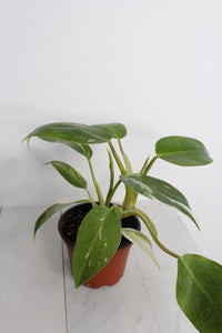 Rare Plant Gift Bundle White Princess Philodendron Starter Variegated Pink White Leaves Perfect Home Office Decor Four Inch Pot Rooted Specimen Easy Care Instructions Beautiful Tropical Indoor Plant New Grower Essential Collection Guide