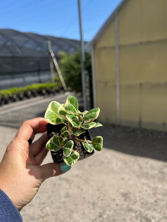 Custom Upgrade | Pick Your Plant Before Shipping