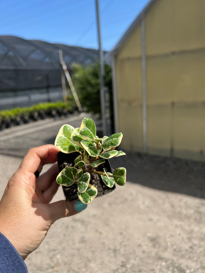 Custom Upgrade | Pick Your Plant Before Shipping