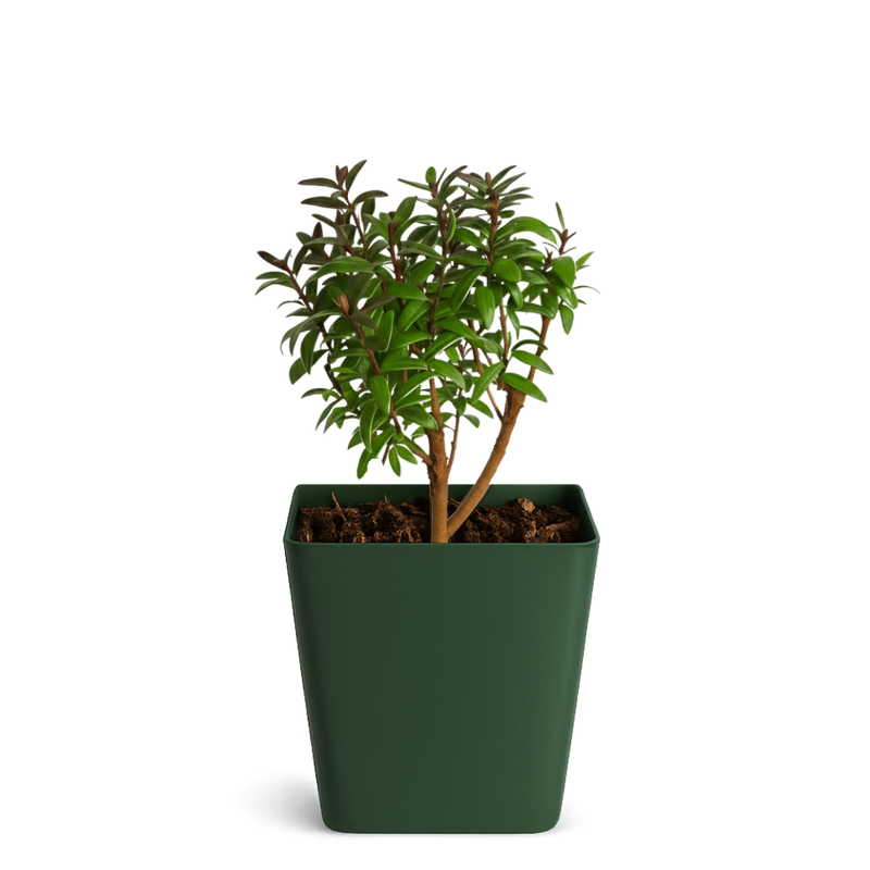 Dwarf Myrtle Bonsai Tree Starter – Mini Evergreen Plant Gift
