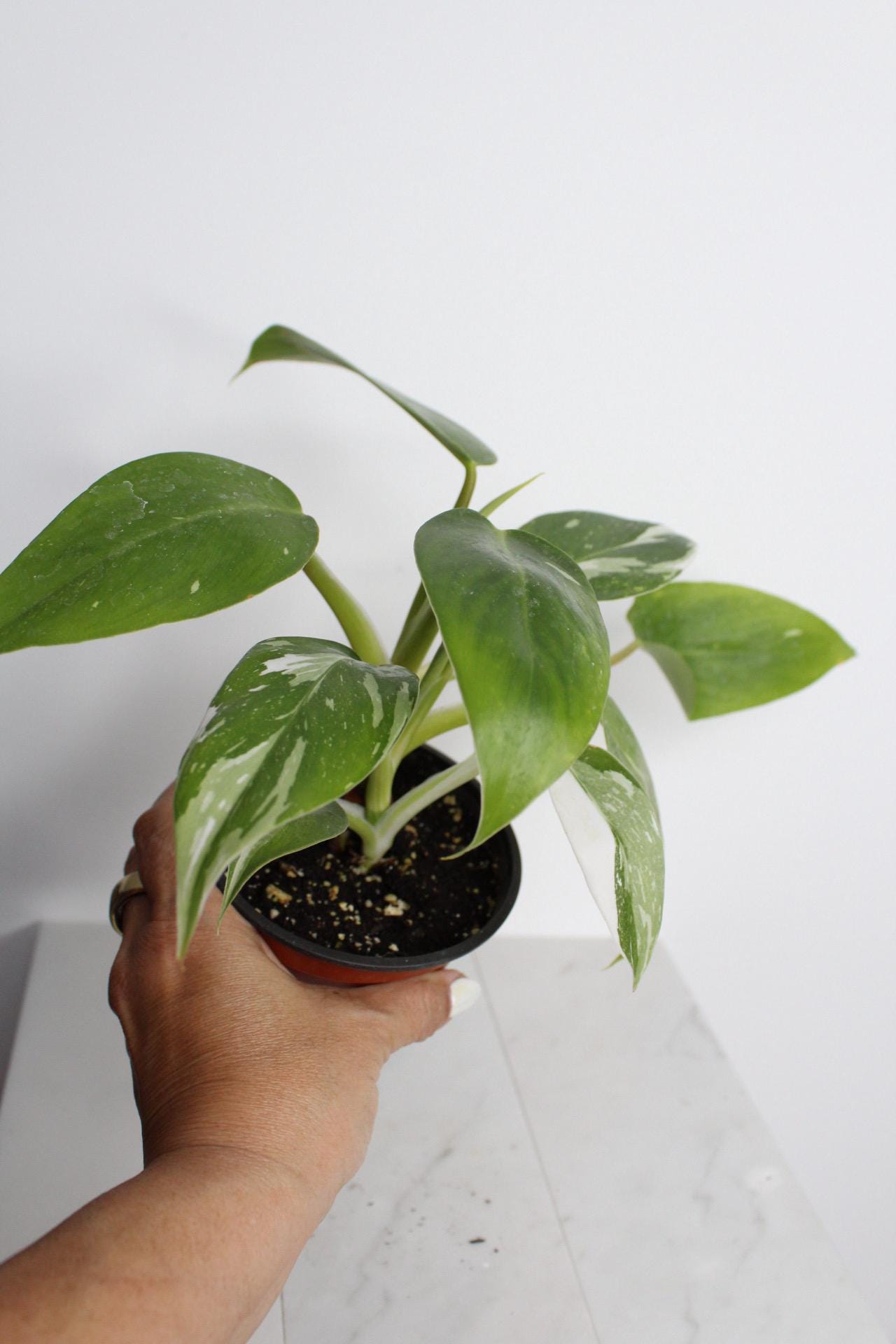 Indoor Tropical Decor White Princess Plant Starter Bundle Variegated Pink White Leaf Pattern Beautiful Home Office Addition Four Inch Pot Rooted Specimen Easy Care Guide Perfect Size Plant New Grower Friendly Collection Essential Beauty