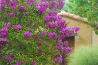 Purple Bonsai Tree Muskogee Crape Myrtle Live Starter Plant Purple Flower Gift for Garden Landscaper Outdoor Floral Plant Lagerstroemia