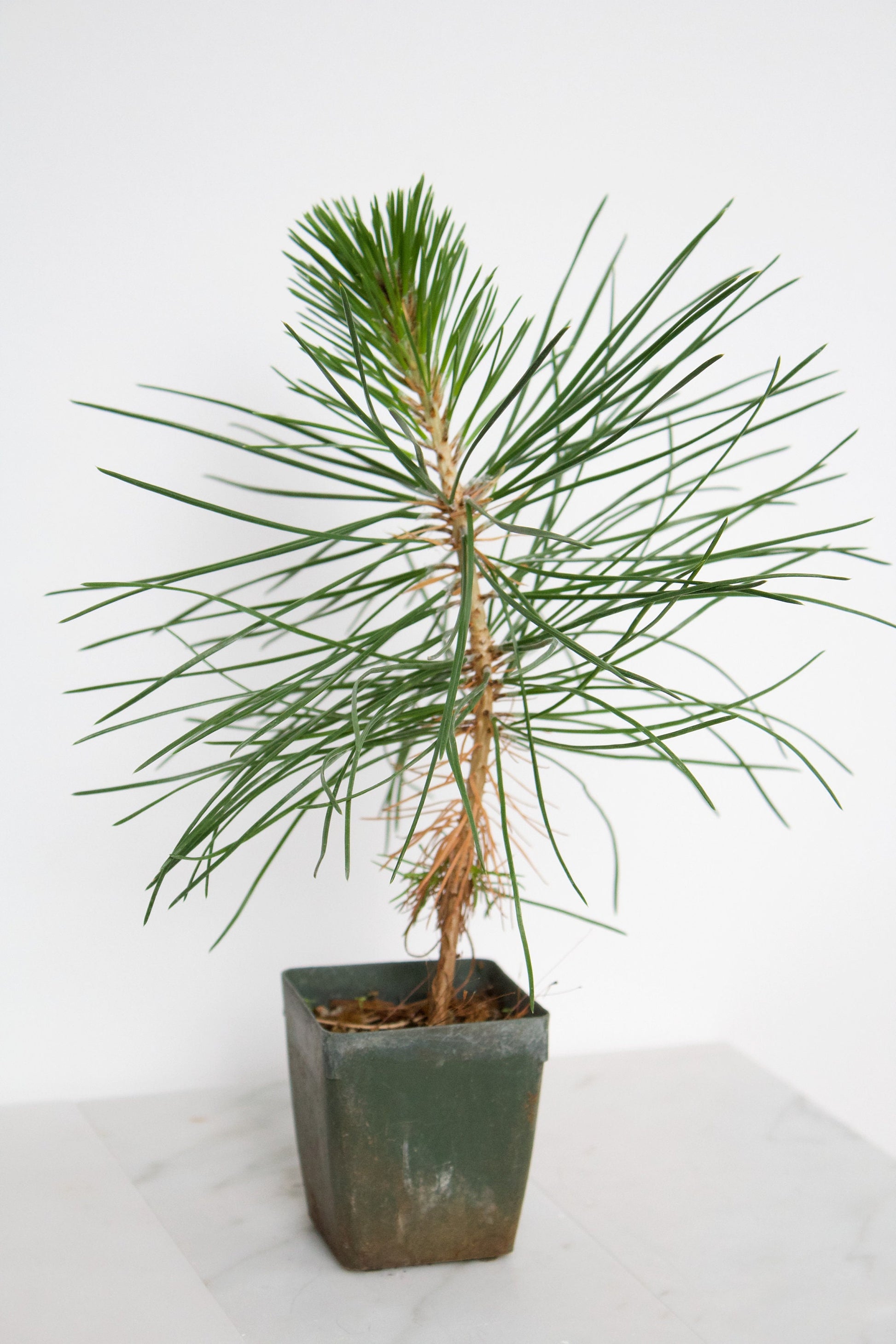 Japanese Black Pine Bonsai Tree Starter Plant Pinus Thunbergii Live Tree Japanese Pine Zen Garden House Plant Indoor Tree Outdoor Plant