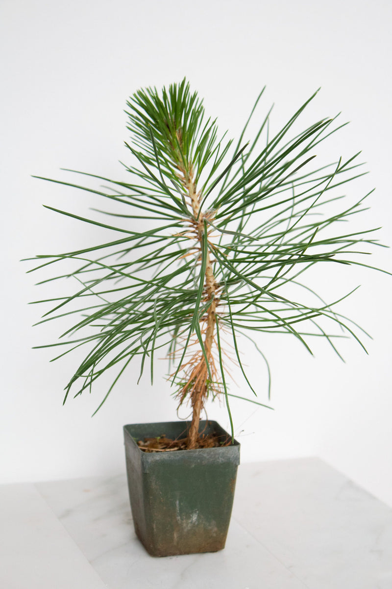 Japanese Black Pine Bonsai Tree Starter Plant Pinus Thunbergii Live Tree Japanese Pine Zen Garden House Plant Indoor Tree Outdoor Plant