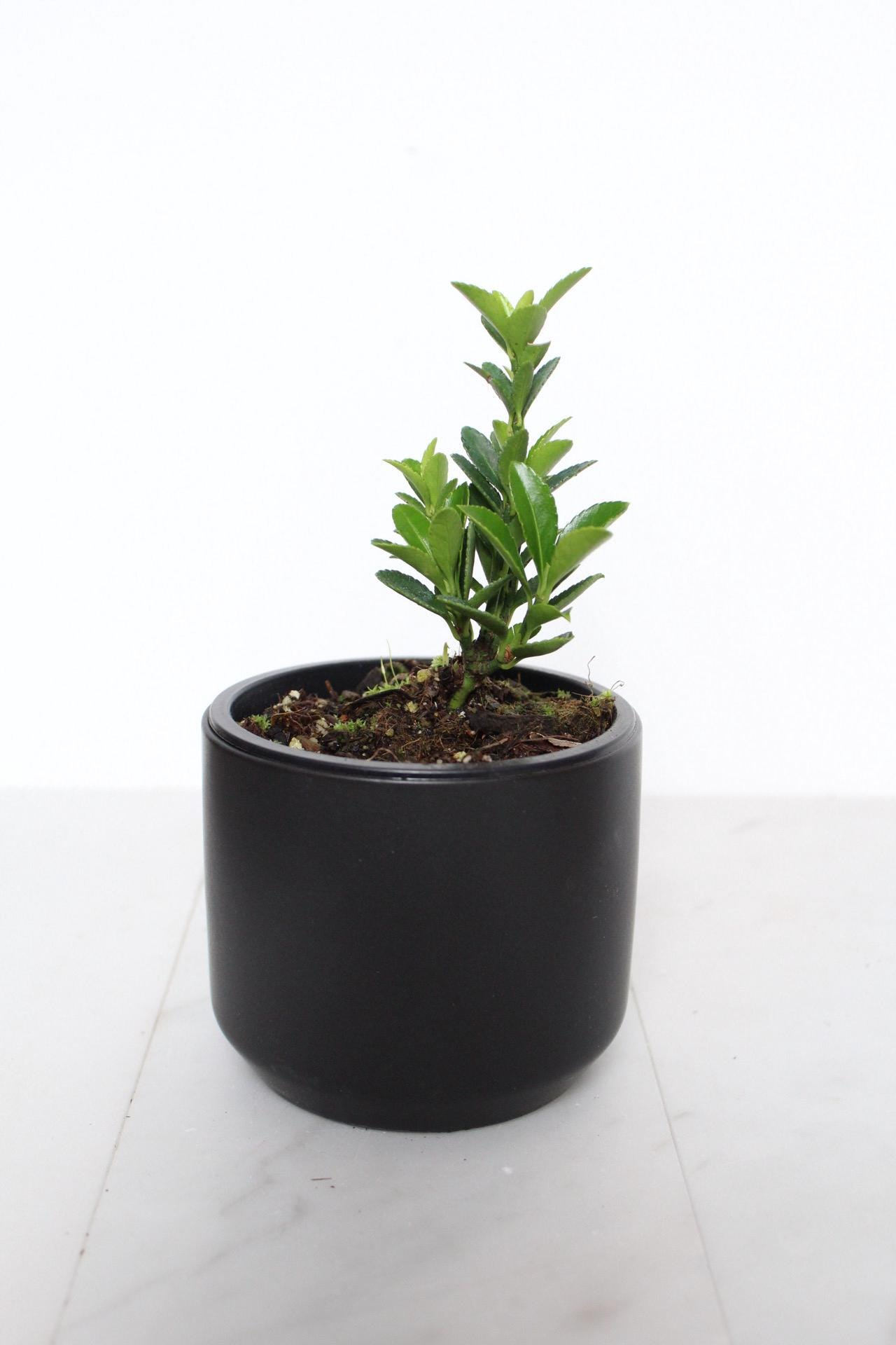 Indoor Garden Kit Bonsai Starter Collection Oriental Beauty Plant Compact Size Container Growing Set Perfect Beginner Package Easy Care Guide Complete Growing Instructions Beautiful Home Accent First Time Plant Parent Essential Gift in black pot