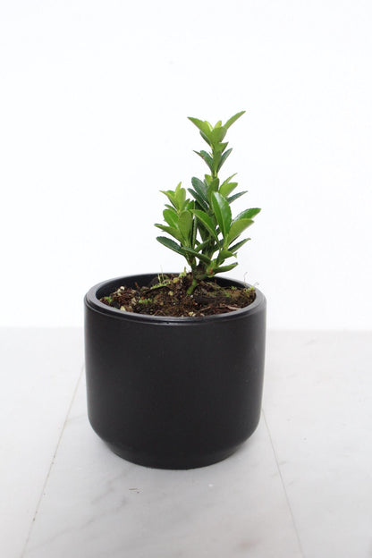 Indoor Garden Kit Bonsai Starter Collection Oriental Beauty Plant Compact Size Container Growing Set Perfect Beginner Package Easy Care Guide Complete Growing Instructions Beautiful Home Accent First Time Plant Parent Essential Gift in black pot