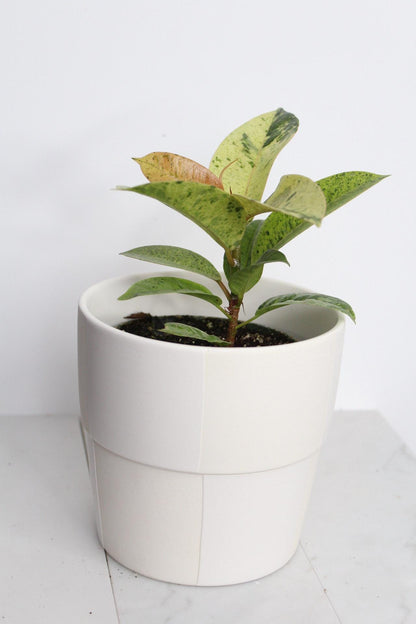 Bright Variegated Ficus Yellow Rubber Tree Indoor Plant Gift Rare Shivereana Moonshine 4 Inch Pot Houseplant Ficus Starter Tropical Plant Checkered pot