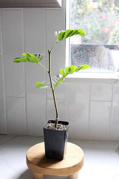 Powderpuff Pink Tree Starter Calliandra Inaequilatera Plant Evergreen Shrub Pink Floral Live Plant Landscape Outdoor Pollinator Garden Fern