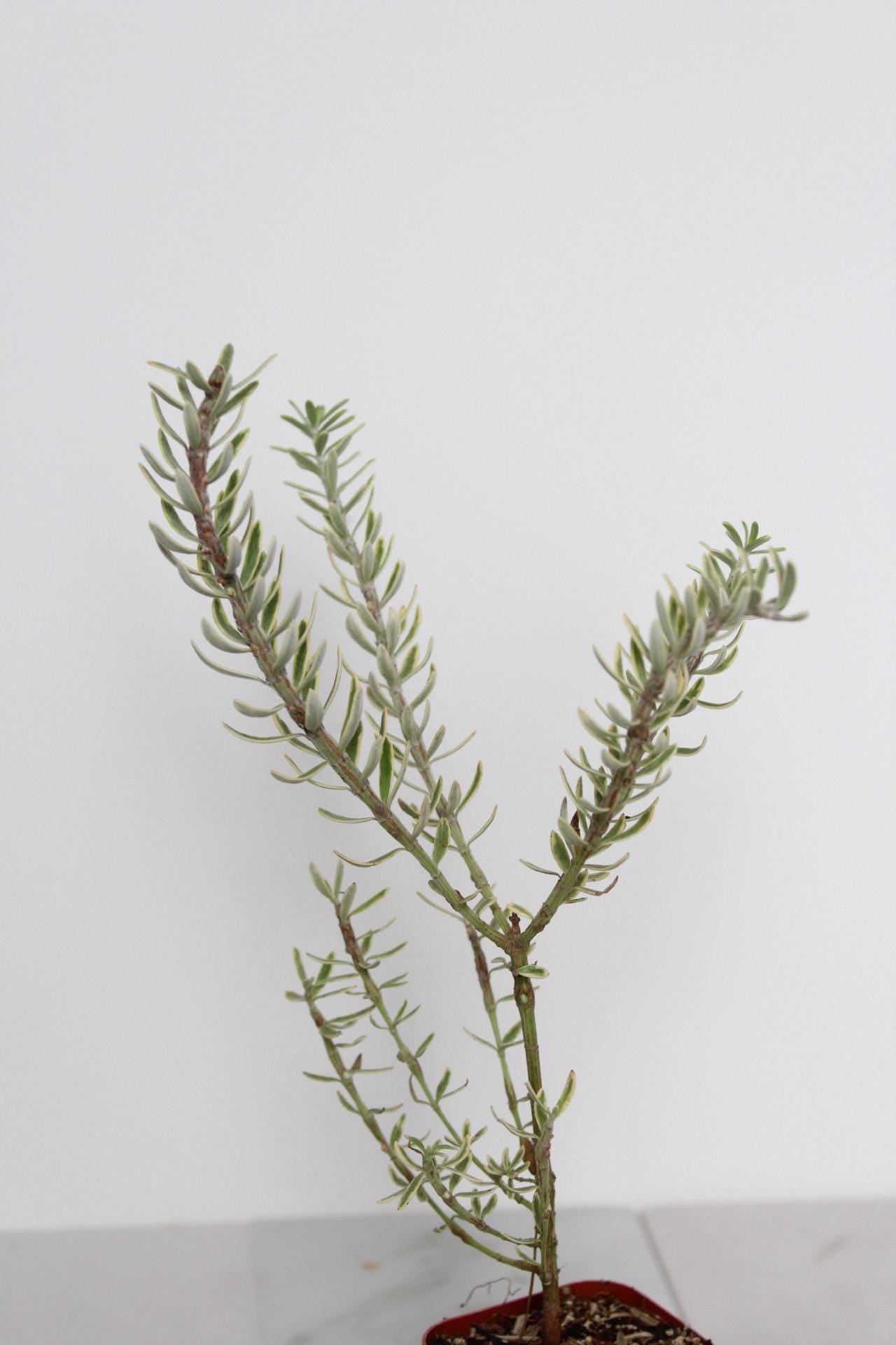 Patio Garden Essential Coastal Rosemary Plant Evergreen Shrub Container Growing Gray Variegated Westringia Drought Tolerant Design Beautiful Landscape Accent Year Round Interest Easy Care Garden Collection Living Outdoor Decor