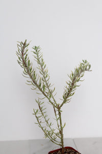 Patio Garden Essential Coastal Rosemary Plant Evergreen Shrub Container Growing Gray Variegated Westringia Drought Tolerant Design Beautiful Landscape Accent Year Round Interest Easy Care Garden Collection Living Outdoor Decor