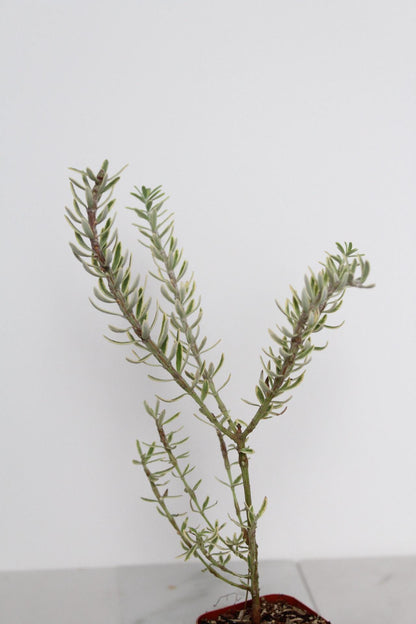 Patio Garden Essential Coastal Rosemary Plant Evergreen Shrub Container Growing Gray Variegated Westringia Drought Tolerant Design Beautiful Landscape Accent Year Round Interest Easy Care Garden Collection Living Outdoor Decor